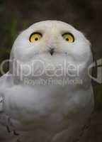 Snowy owl, bubo scandiacus, portrait
