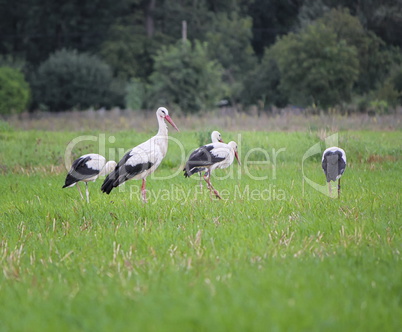 Migrating white storks, ciconia, in a meadow