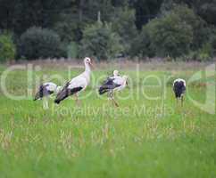 Migrating white storks, ciconia, in a meadow