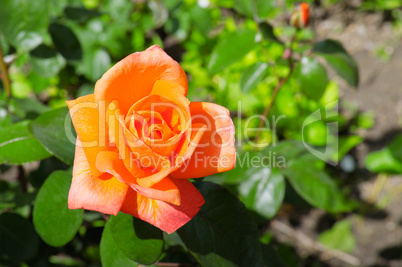 rose flower on garden background