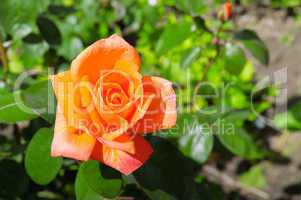 rose flower on garden background