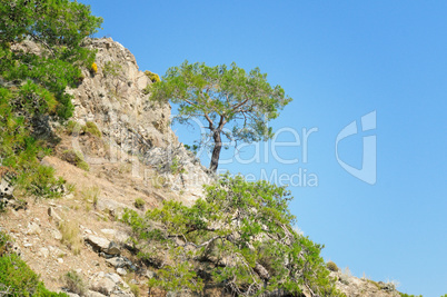 Pine on a mountainside and blue sky