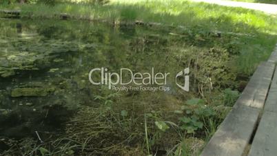 The clear water from a spring and the trail FS700 4K Odyssey7Q