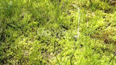 The green grasses on the spring FS700 4K Odyssey7Q