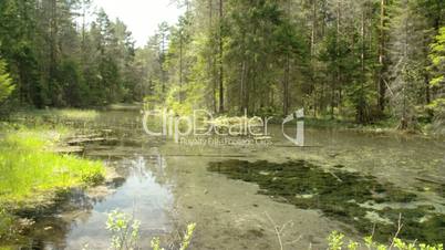 The landscape view of the spring and woods FS700 4K Odyssey7Q