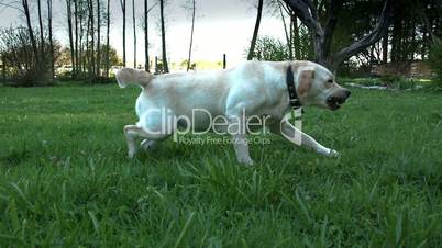 A labrador dog with a small ball on his mouth FS700 4K Odyssey7Q