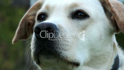 A cute labrador sniffing his nose  FS700 4K Odyssey7Q
