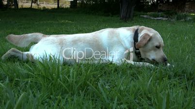 White labrador lying on the grass trying to get a toy FS700 4K Odyssey7Q