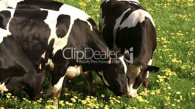 Four black and white spotted cows eating FS700 4K Odyssey7Q