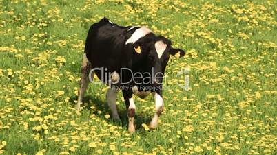 A field with lots of yellow flowers and the cow FS700 4K Odyssey7Q
