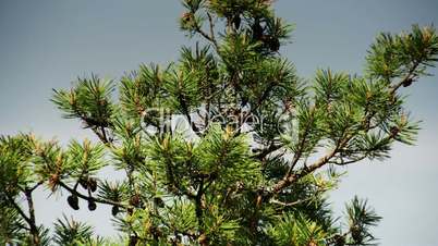 The pine tree with green leaves FS700 4K Odyssey7Q