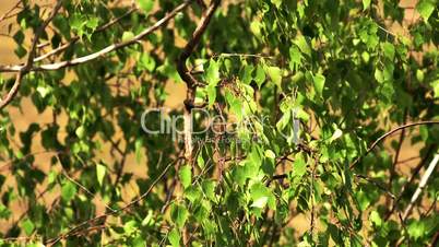 The green leaves of the birch tree FS700 4K Odyssey7Q