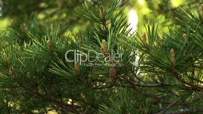 The fir cone from a pine tree FS700 4K Odyssey7Q