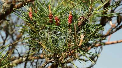 The fir cones from a branch of the tree FS700 4K Odyssey7Q