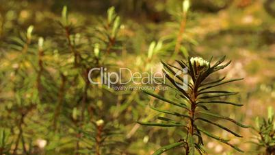 A white Rhododendron plant  FS700 4K Odyssey7Q