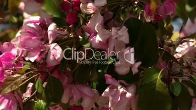 Close up view of the cherry bloom plant FS700 4K Odyssey7Q