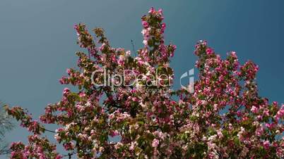 The cherry bloom plant waving on the breeze of the wind FS700 4K Odyssey7Q