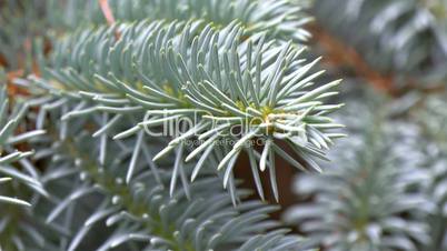 Closer look of Picea Pungens or Blue Spruce GH4 4K