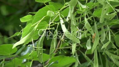 The green luscios herbs of Little-Leaf Linden tree GH4 4K