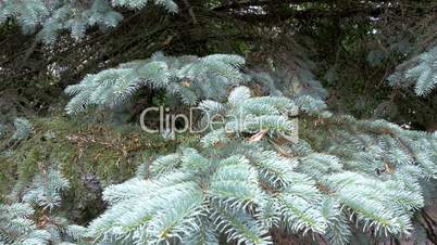 Blue Spruce tree with snow on it GH4 4K