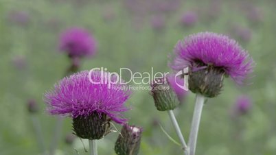 The purple flower of a Thistle plant  FS700 4K RAW Odyssey 7Q