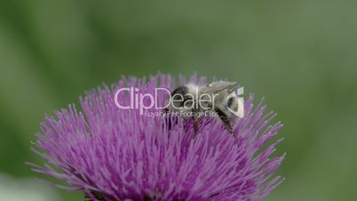 A big bee sucking on the flower of Thistle FS700 4K RAW Odyssey 7Q