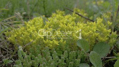 Yellow serum Stonecrops plants and herbs  FS700 4K RAW Odyssey 7Q