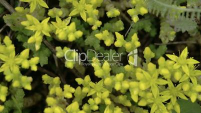 Aerial look of the yellow flowers of Stonecrops plant FS700 4K RAW Odyssey 7Q