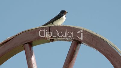 A barn swallow bird looking around FS700 4K RAW Odyssey 7Q