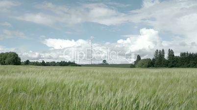The horizon view of the field with lots of green barley plant FS700 4K RAW Odyssey 7Q