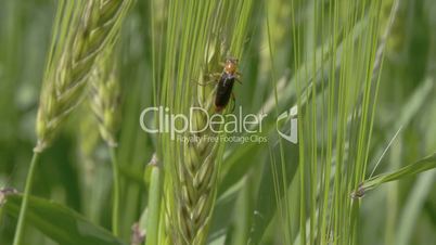 A fly or pest sticking on the green barley plant FS700 4K RAW Odyssey 7Q