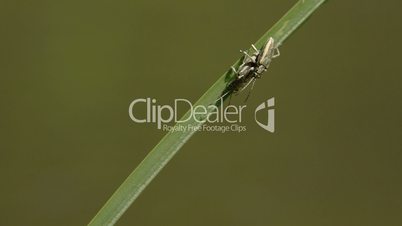 Two bugs mating on a leaf FS700 4K RAW Odyssey 7Q