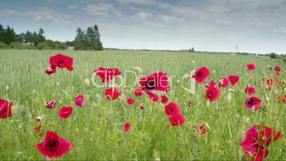 The red Papaver flower in the field FS700 4K RAW Odyssey 7Q