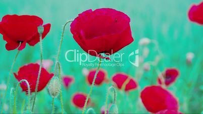 The waving flower of Papaver with a fly inside FS700 4K RAW Odyssey 7Q