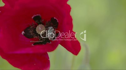 Closer look of the petals of the Poppy flower with an insect inside FS700 4K RAW Odyssey 7Q