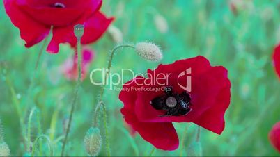 The close up view of the red Papaver flower FS700 4K RAW Odyssey 7Q