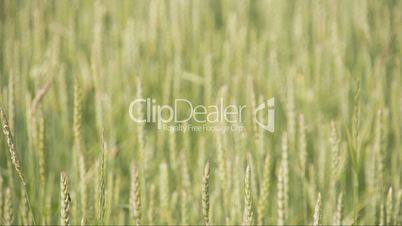Close up look of the brown wheat grass FS700 4K RAW Odyssey 7Q