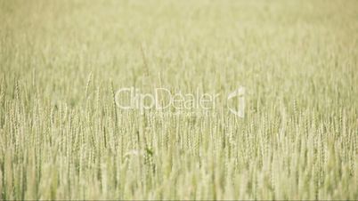 The waving wheat grass on the breeze of the wind FS700 4K RAW Odyssey 7Q