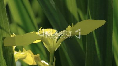 The beautiful petal of the Yellow Iris flower FS700 4K RAW Odyssey 7Q