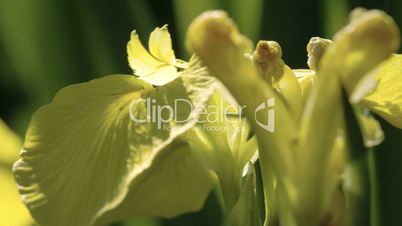 A petal of the yellow Iris flower waving on the breeze of the wind FS700 4K RAW Odyssey 7Q