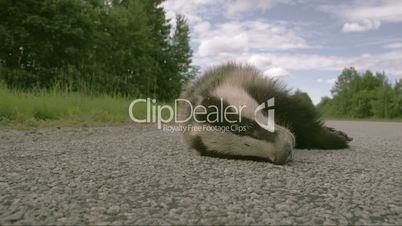 A dead Badger lying on the street FS700 4K RAW Odyssey 7Q