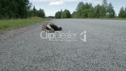 A dead black Badger lying on the side of the street FS700 4K RAW Odyssey 7Q
