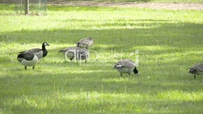 Some Barnacle goose on the green grass FS700 4K RAW Odyssey 7Q