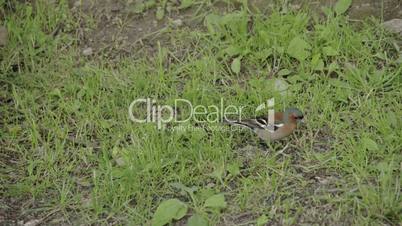 A small Fringilla coelebs bird hopping in the ground FS700 4K RAW Odyssey 7Q