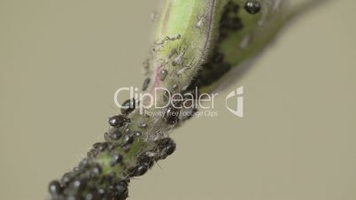 An aphid crawling on the stem while others are sleeping FS700 4K RAW Odyssey 7Q