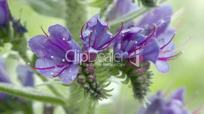 The beautiful flower of the Blueweed plant FS700 4K RAW Odyssey 7Q