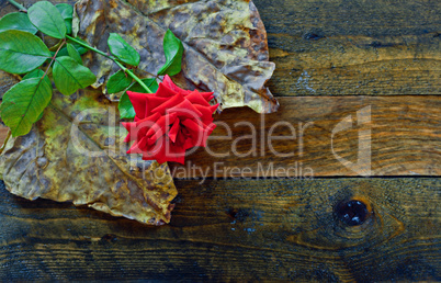 Red rose and foliage on wooden table