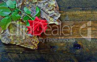 Red rose and foliage on wooden table