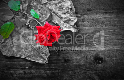 Red rose and foliage on wooden table
