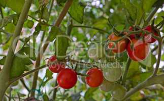 Home grown cherry tomatoes ripening on the vine